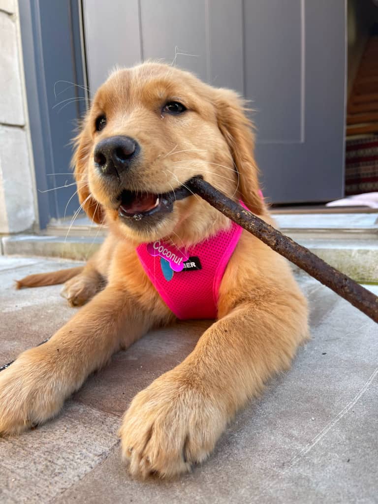 golden retriever holding stick